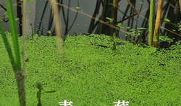 青苹视频,揭秘短视频时代的魅力与挑战