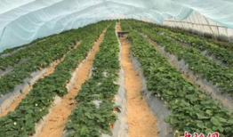 吃瓜群爆料大棚图片大全,吃瓜群爆料图片大全背后的农业奥秘