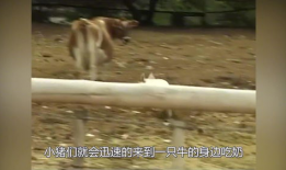 两小猪喝人奶喂猪视频